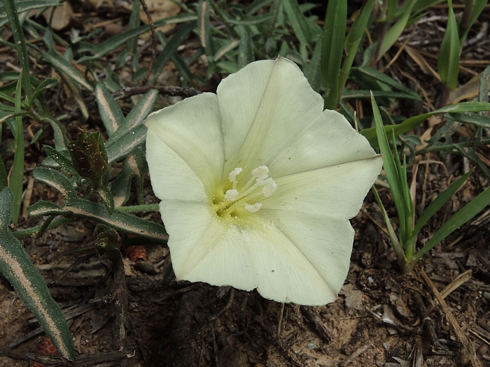 Calystegia vanzuukiae