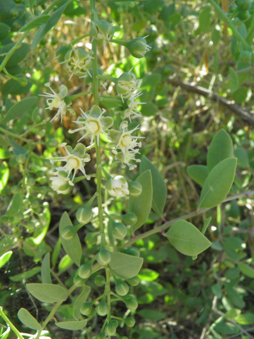 Stegnosperma halimifolium