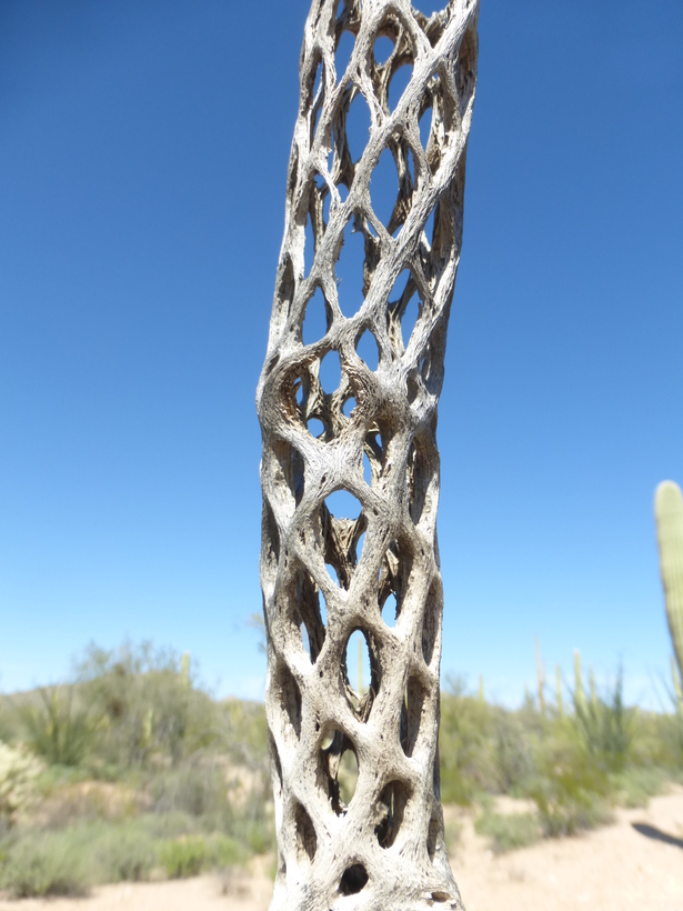 Cylindropuntia fulgida
