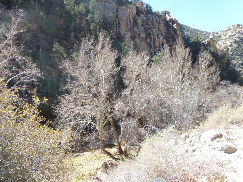 Platanus wrightii