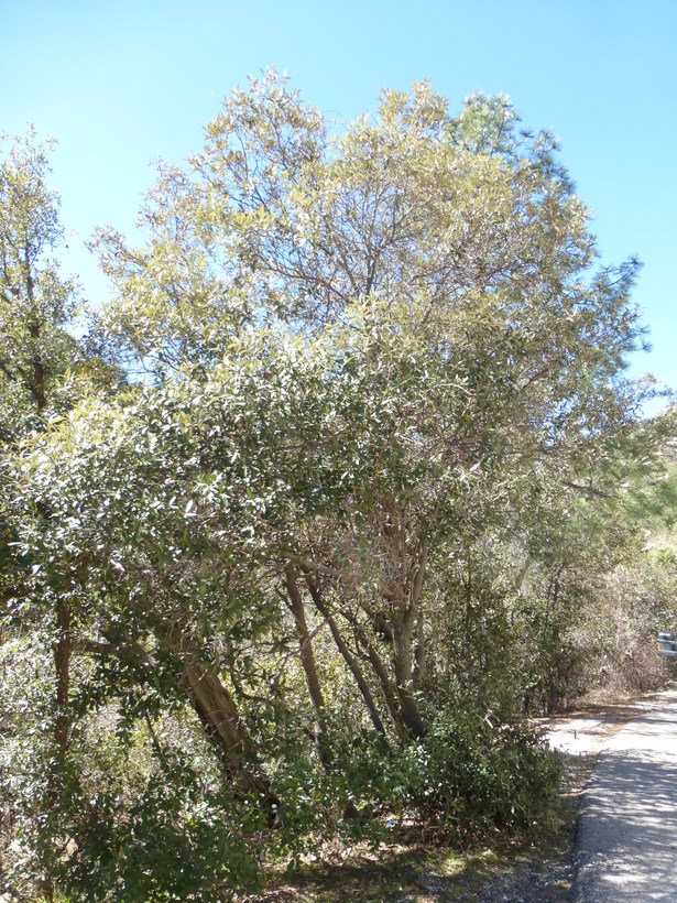 Quercus hypoleucoides