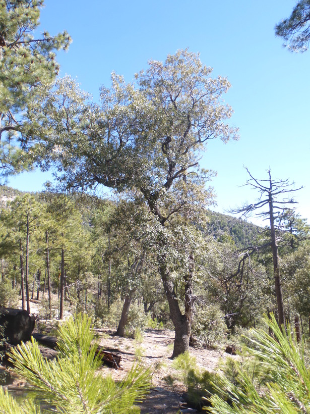 Quercus hypoleucoides