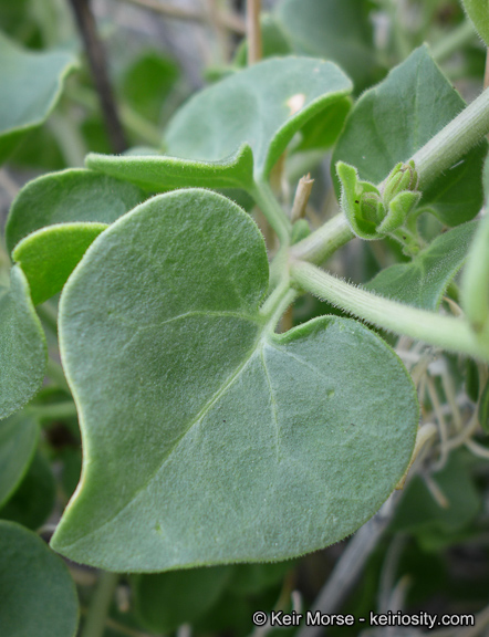 Mirabilis tenuiloba