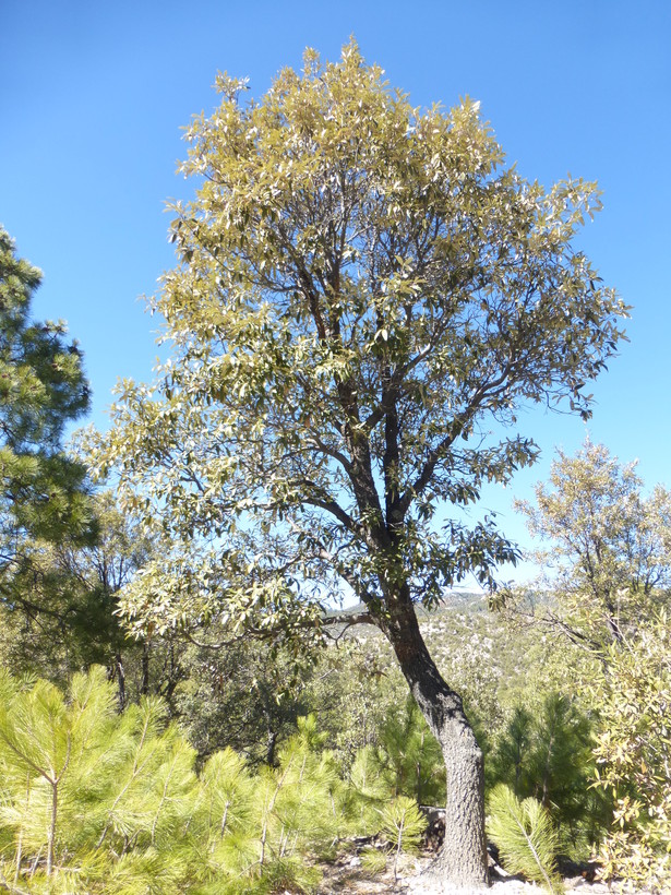 Quercus hypoleucoides