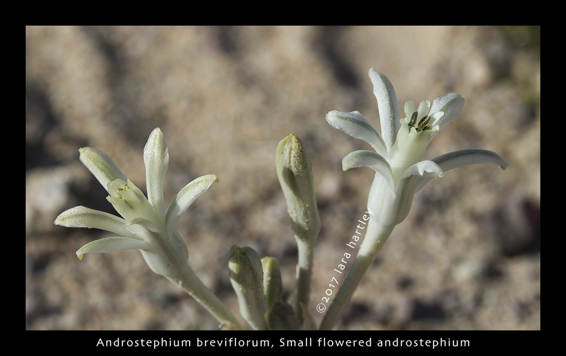Androstephium breviflorum