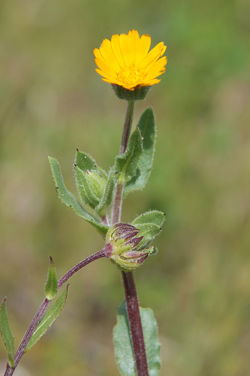 Calendula arvensis