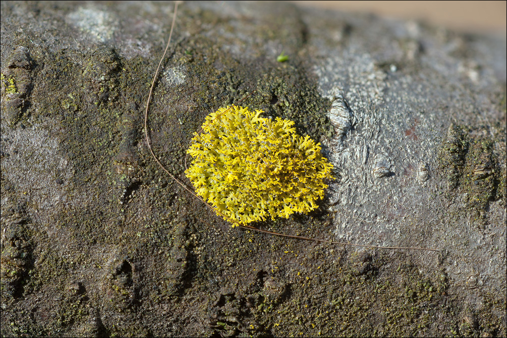 Candelaria concolor