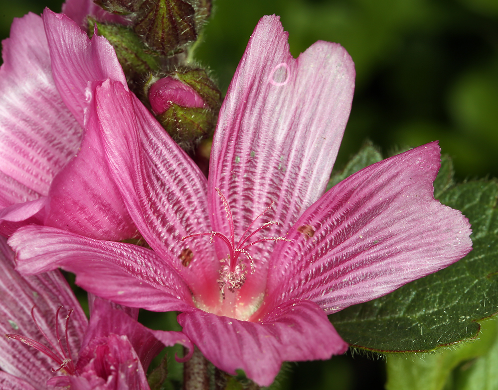 Sidalcea malviflora ssp. rostrata