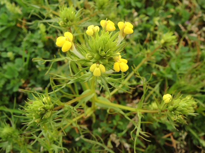 Castilleja lacera