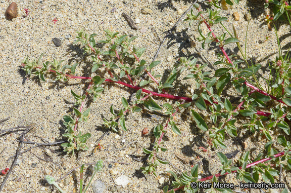 Atriplex pacifica