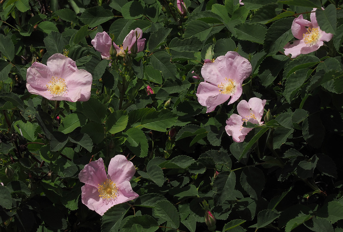 Rosa nutkana ssp. macdougalii