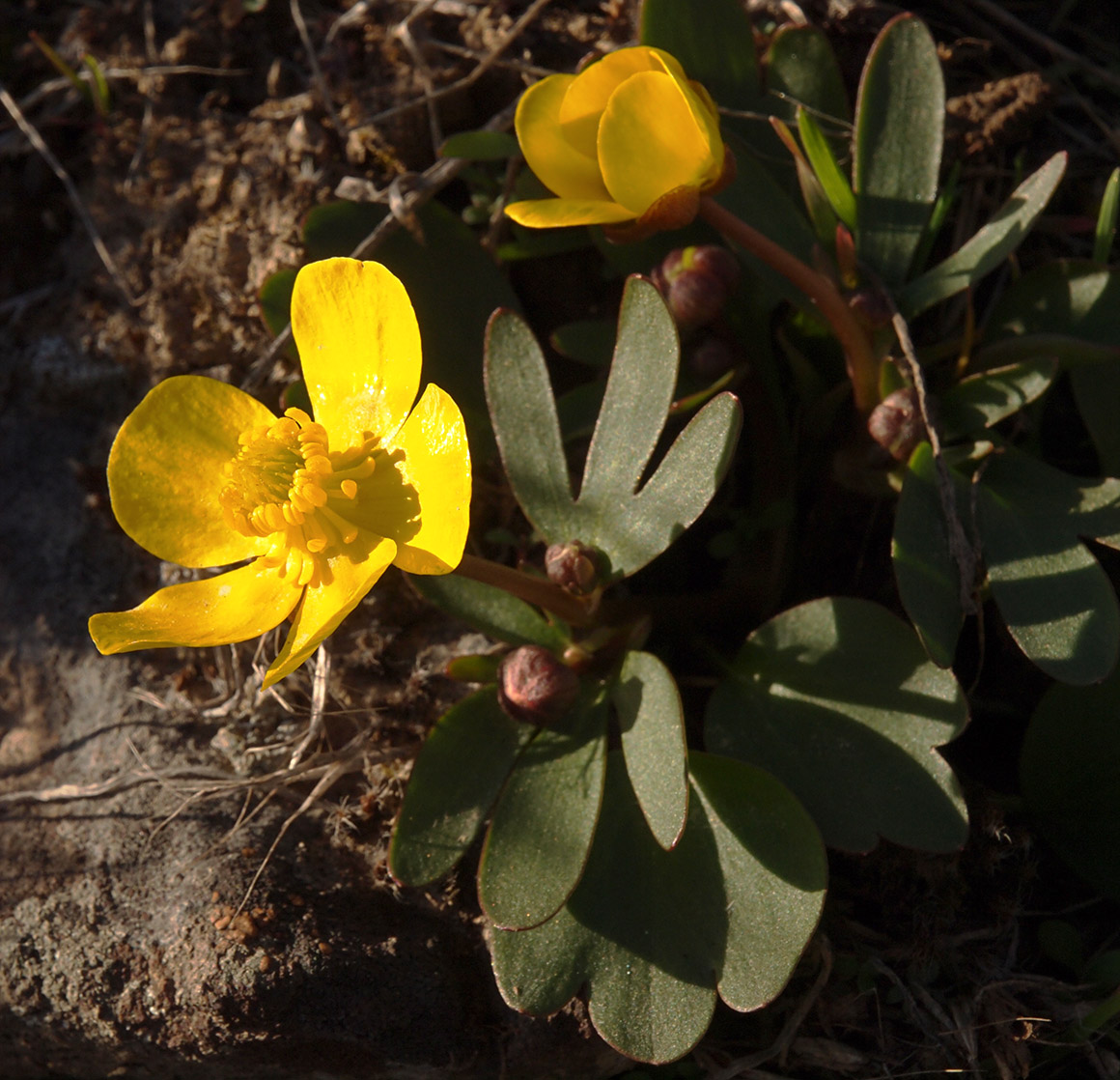 Ranunculus glaberrimus var. glaberrimus