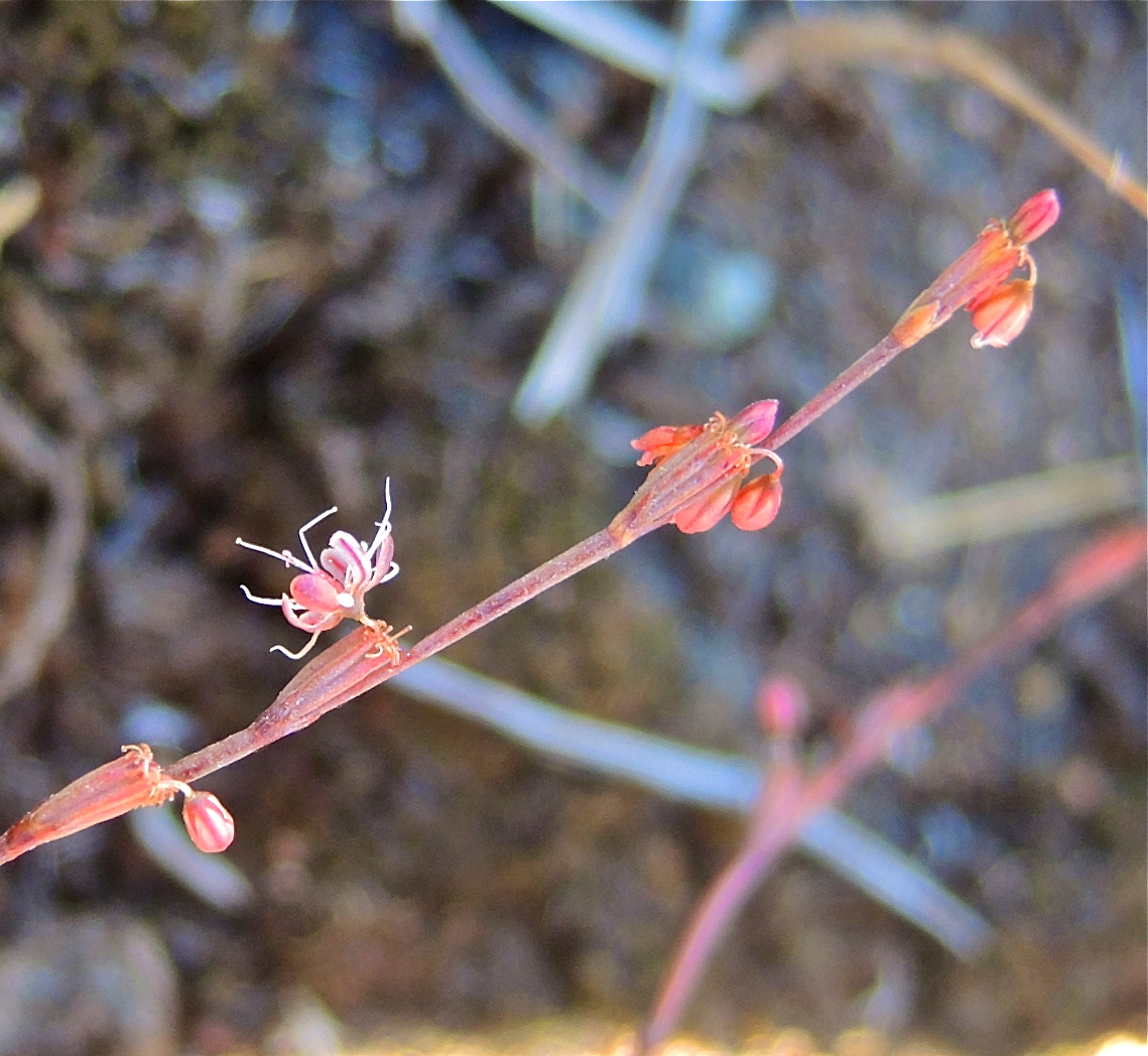 Eriogonum luteolum var. pedunculatum