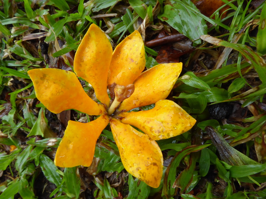 Gardenia tubifera