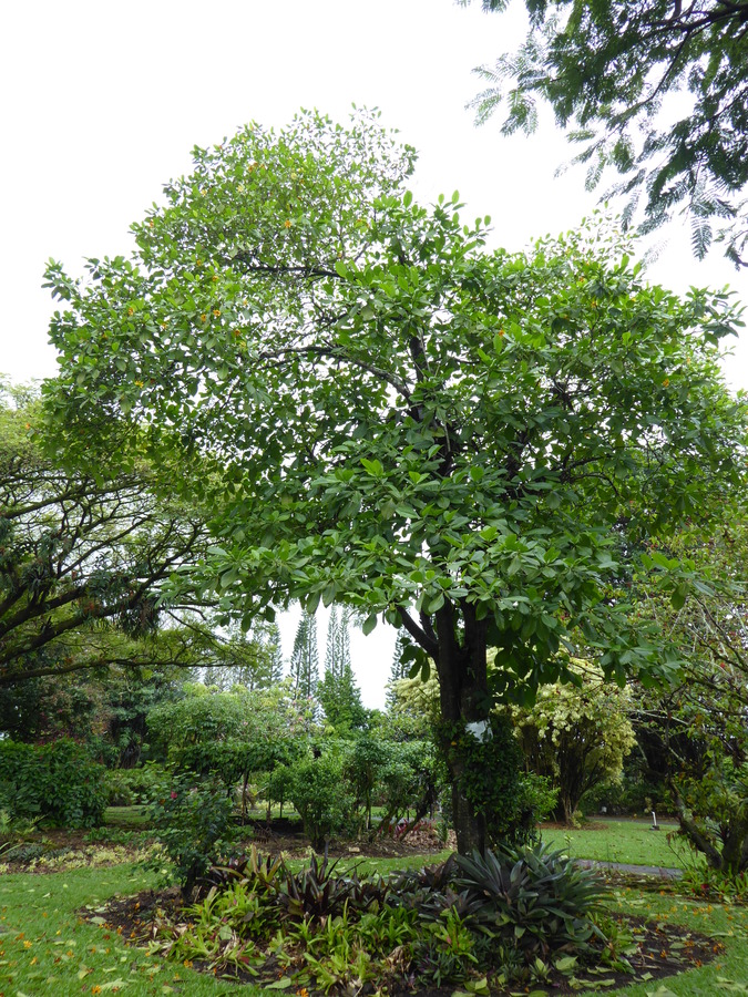 Gardenia tubifera