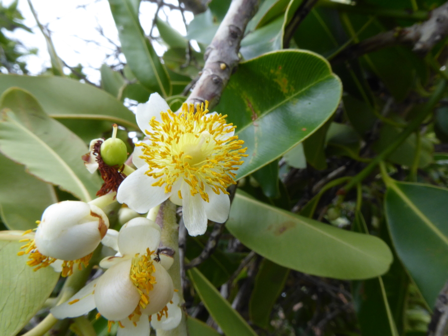 Calophyllum inophyllum