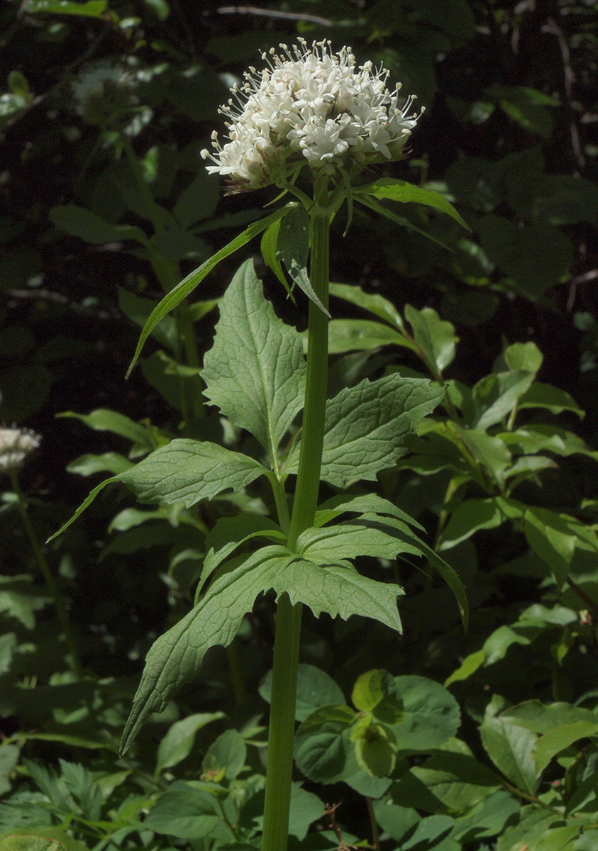 Valeriana sitchensis ssp. sitchensis