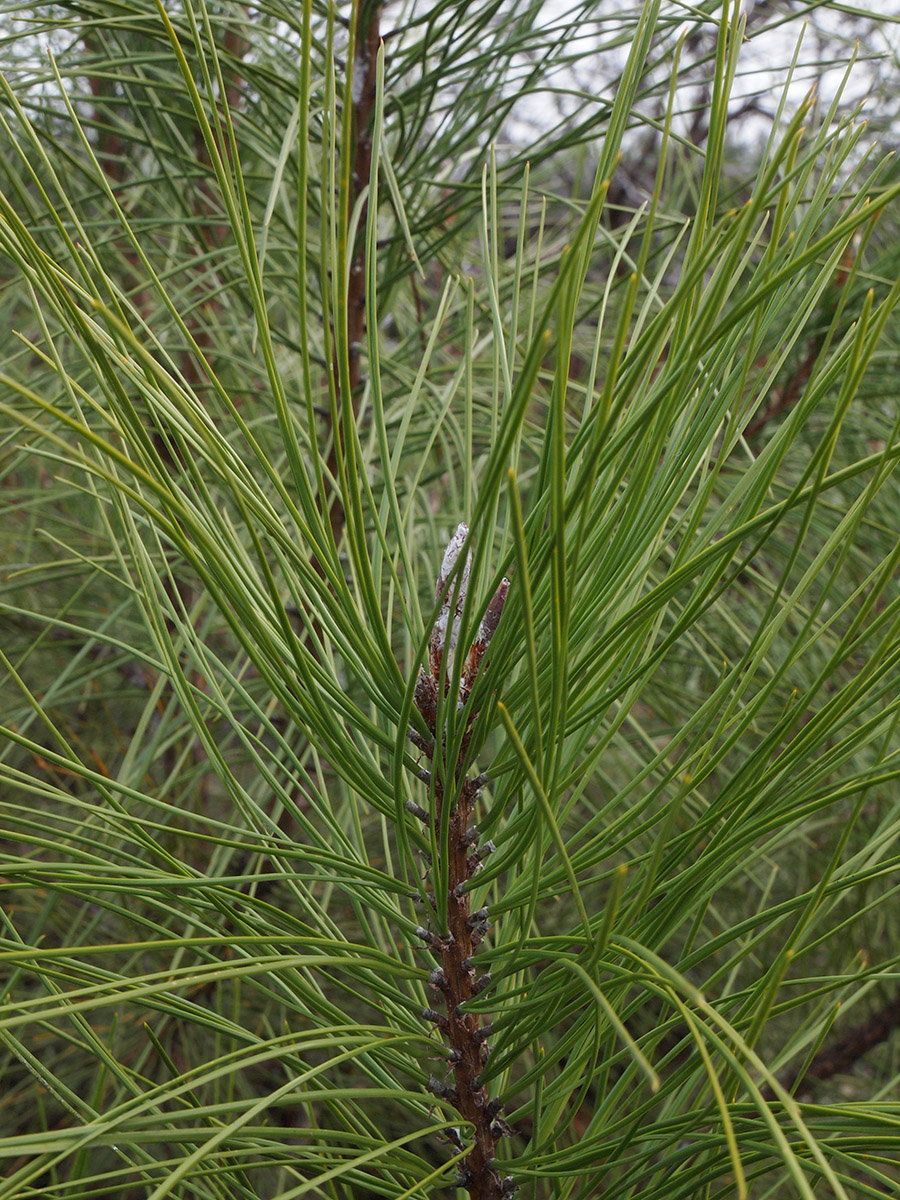 Pinus ponderosa var. pacifica