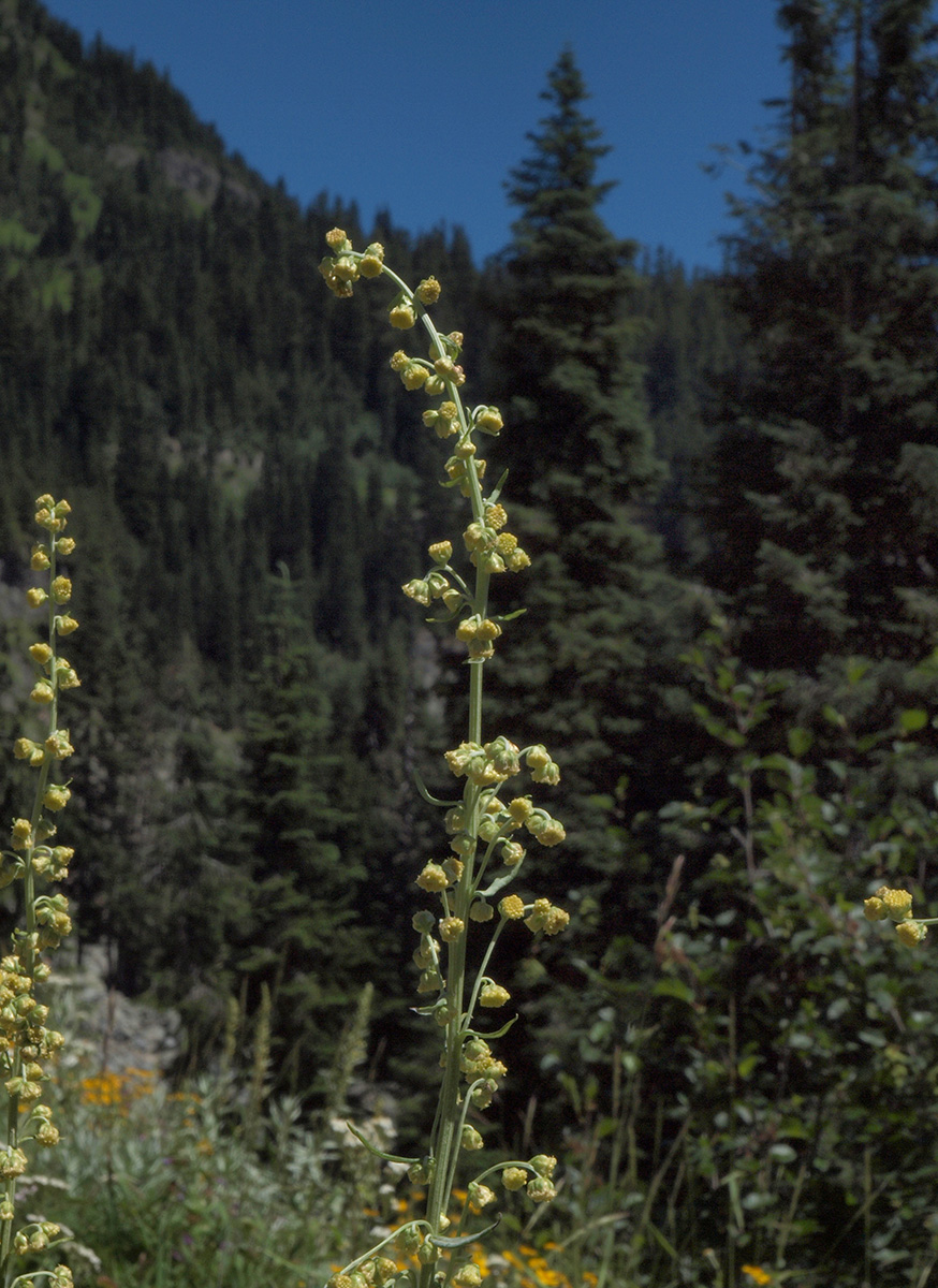 Artemisia ludoviciana ssp. candicans