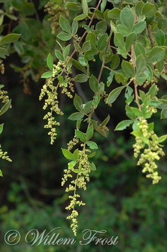 Searsia pyroides