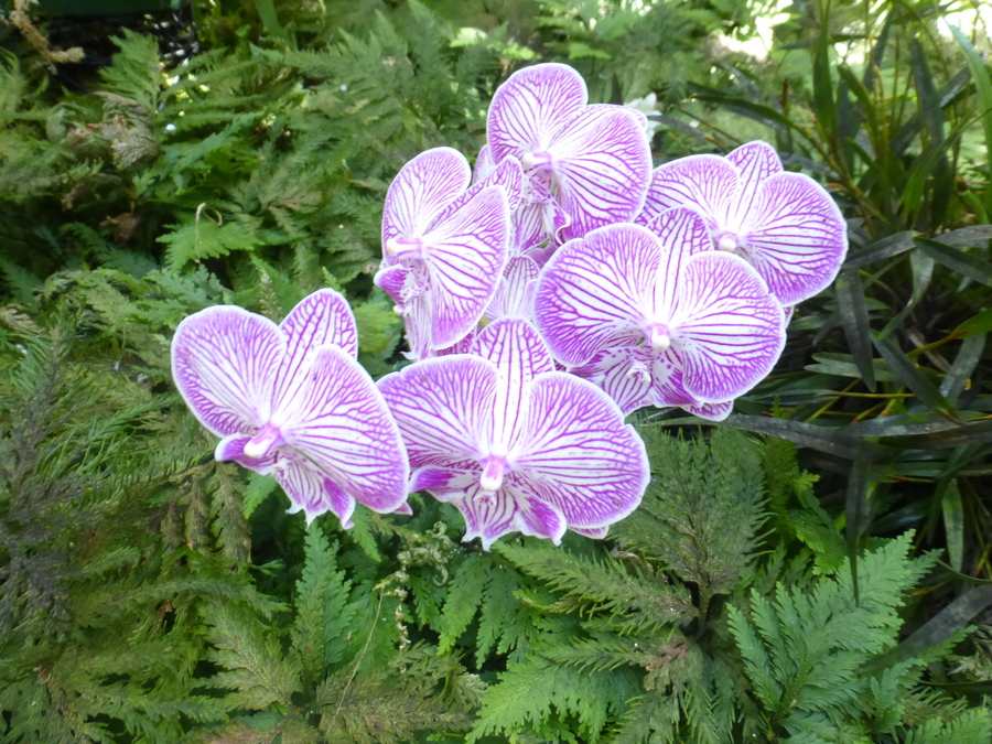 Phalaenopsis sp.