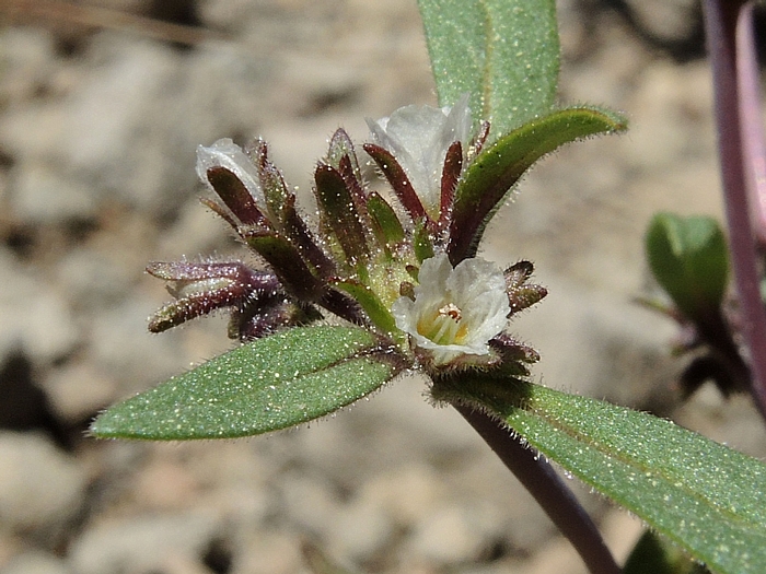 Phacelia racemosa