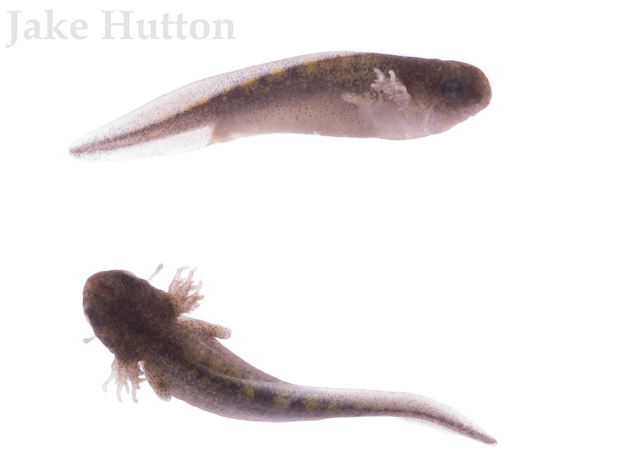 Ambystoma barbouri