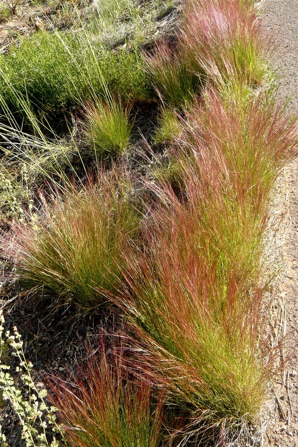 Aristida purpurea