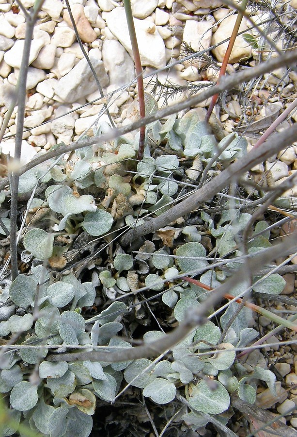 Eriogonum tenellum var. platyphyllum