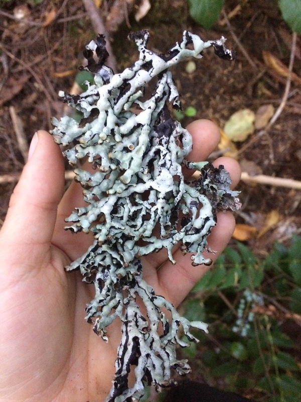 Hypogymnia apinnata/enteromorpha