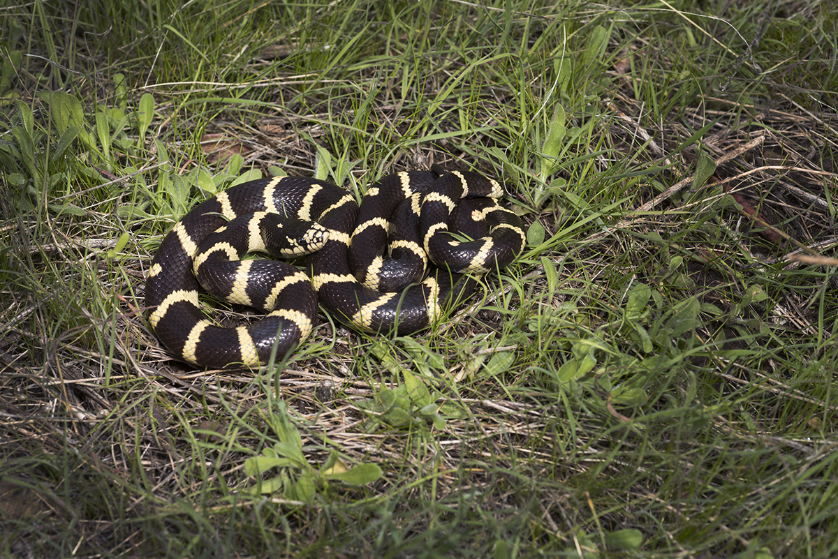 Lampropeltis californiae Lampropeltis californiae