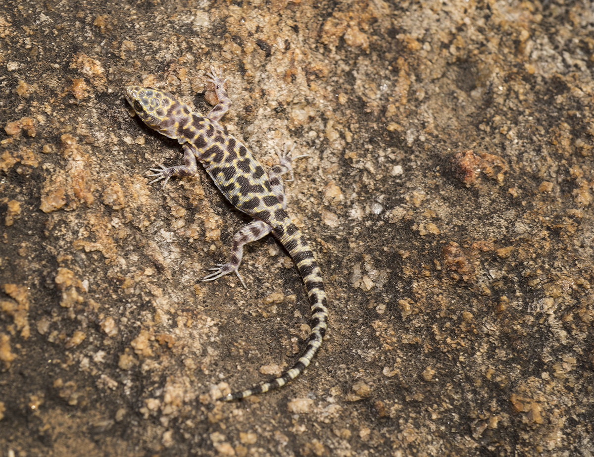 Xantusia henshawi Xantusia henshawi