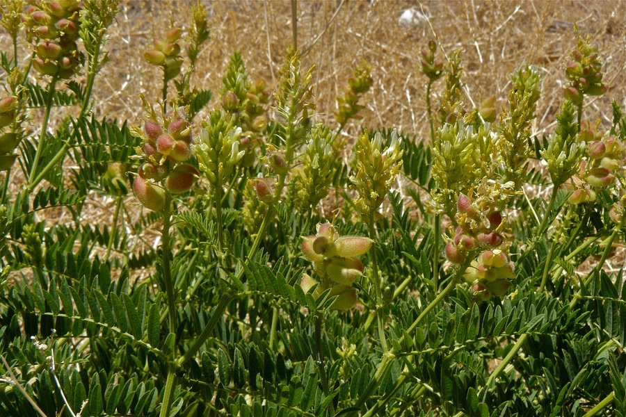 Astragalus newberryi var. escalantinus