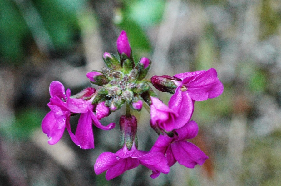 Arabis modesta