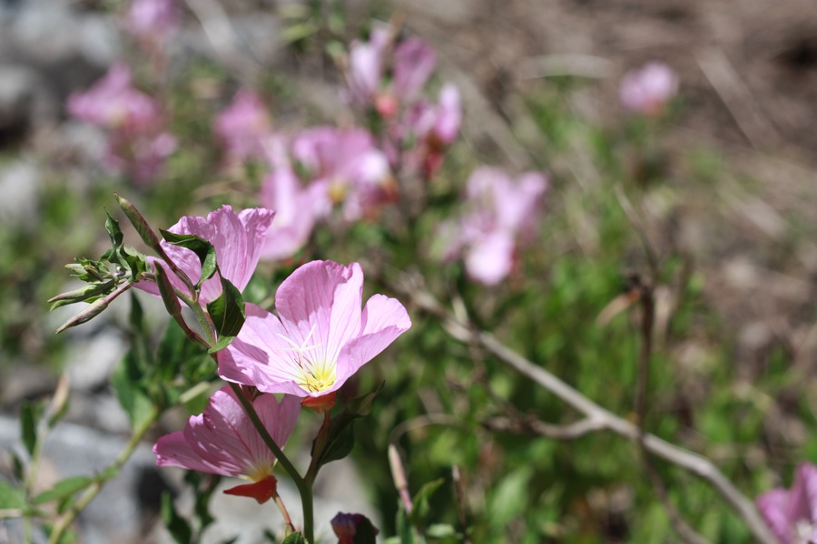 Oenothera speciosa Oenothera speciosa