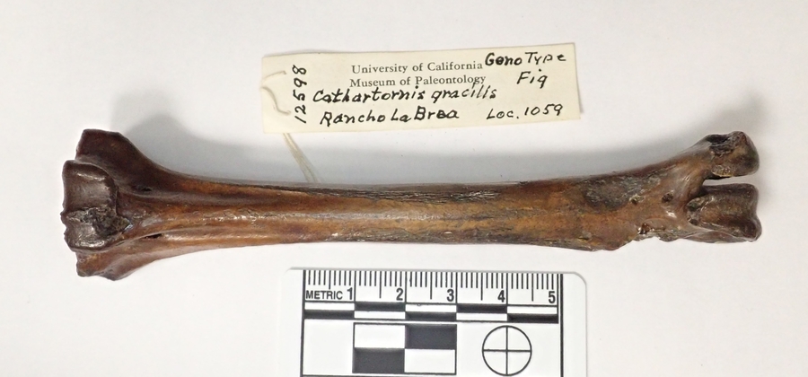 Cathartornis gracilis