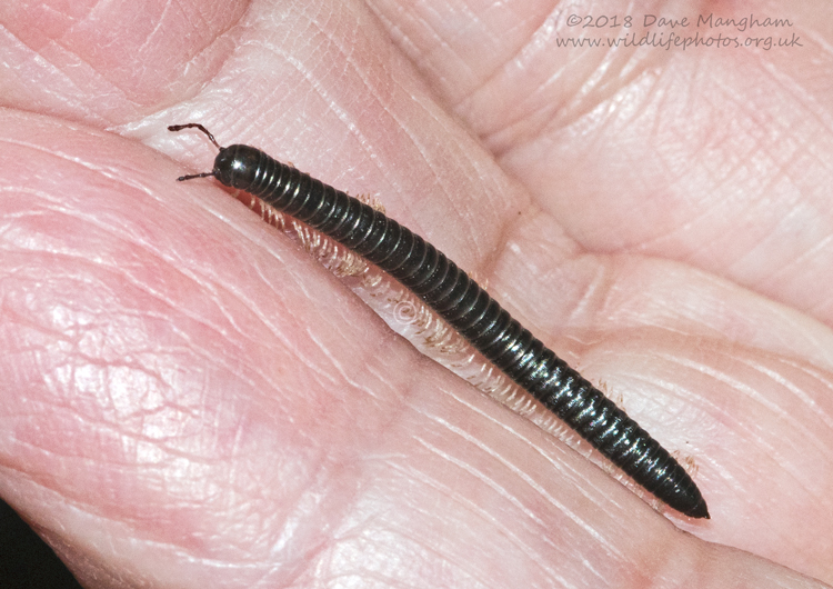 Tachypodoiulus niger