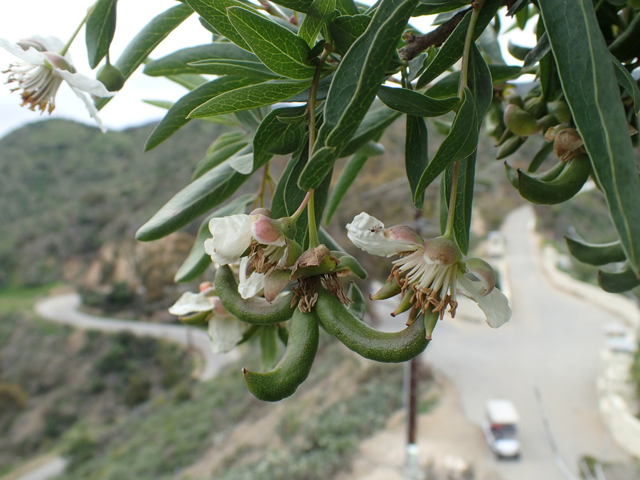 Crossosoma californicum Crossosoma californicum