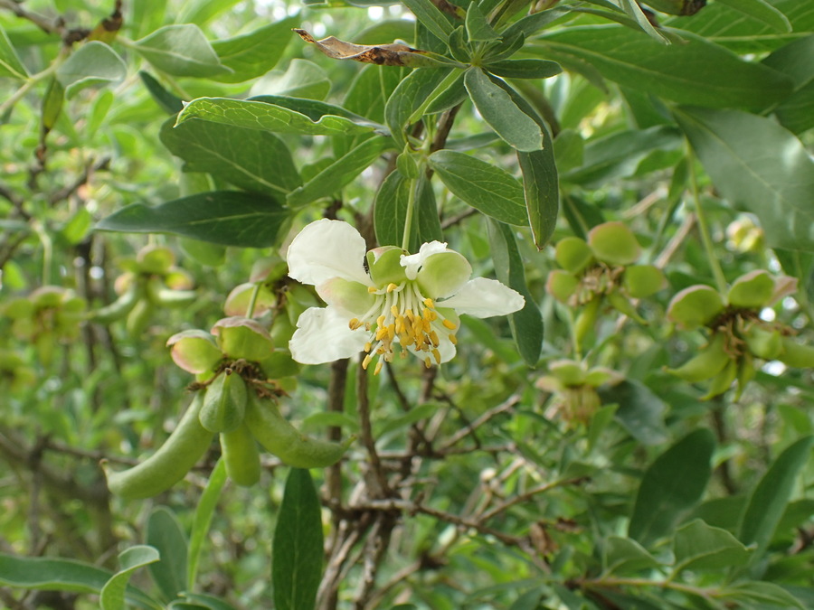 Crossosoma californicum Crossosoma californicum