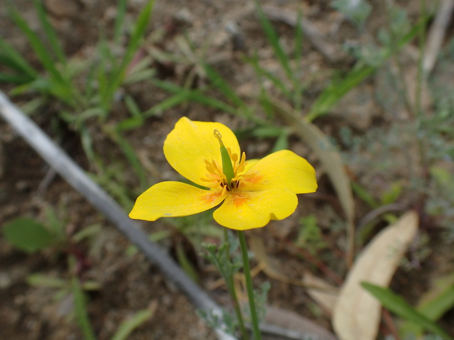 Eschscholzia ramosa Eschscholzia ramosa