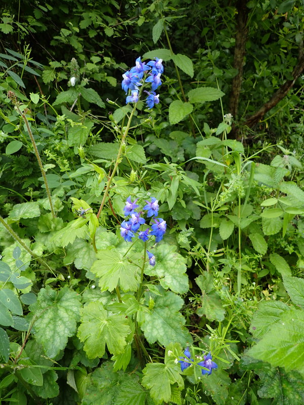 Delphinium bakeri Delphinium bakeri