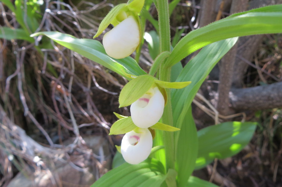 Cypripedium californicum Cypripedium californicum