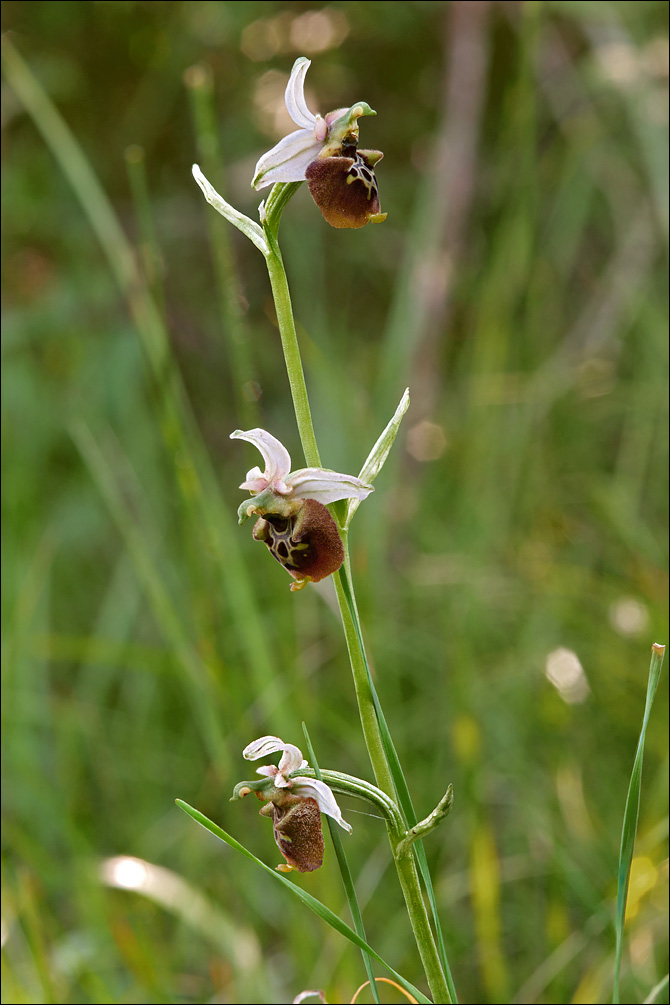 Ophrys holosericea ssp. tetraloniae