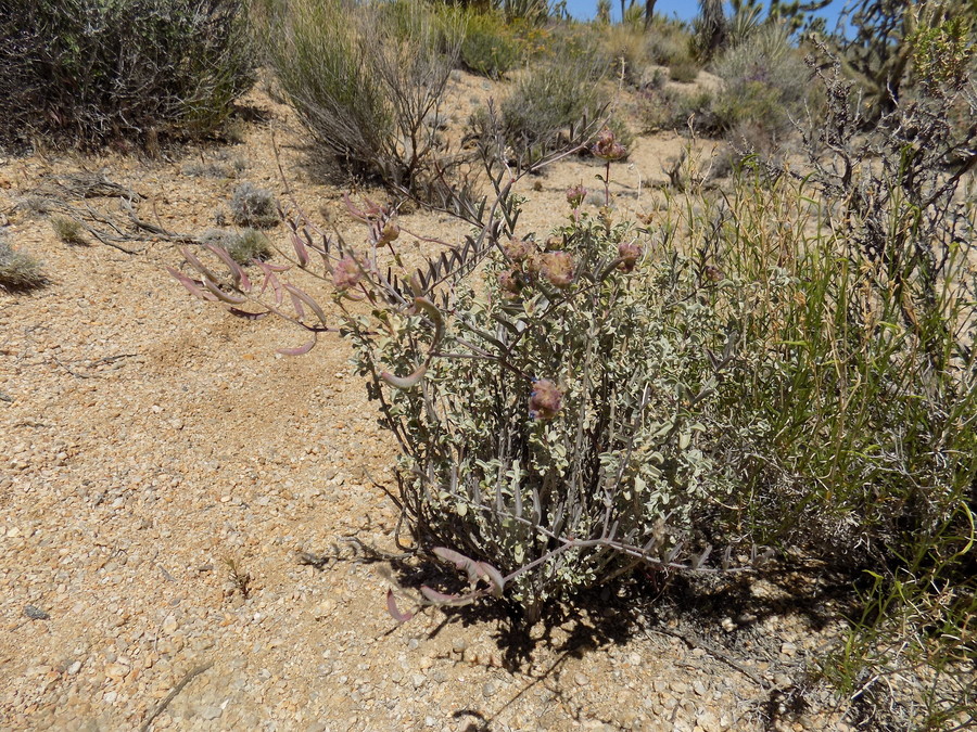 Astragalus bernardinus