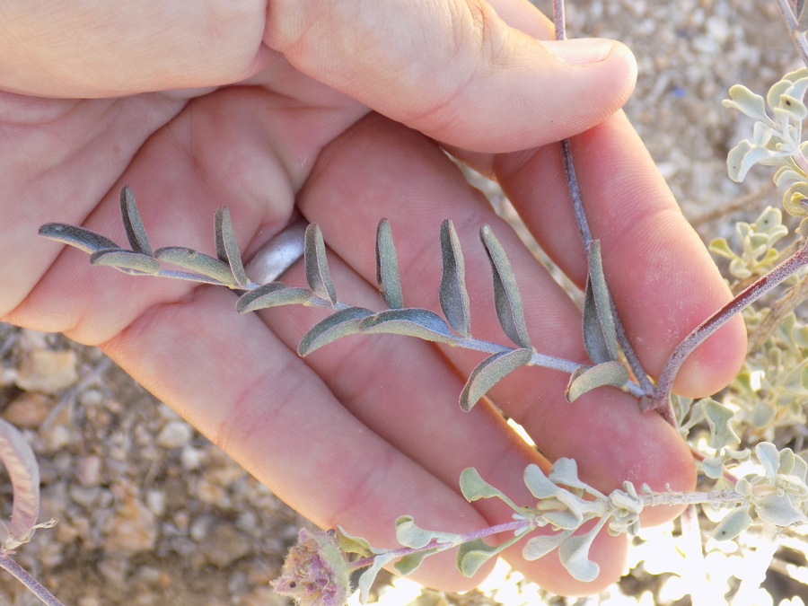 Astragalus bernardinus