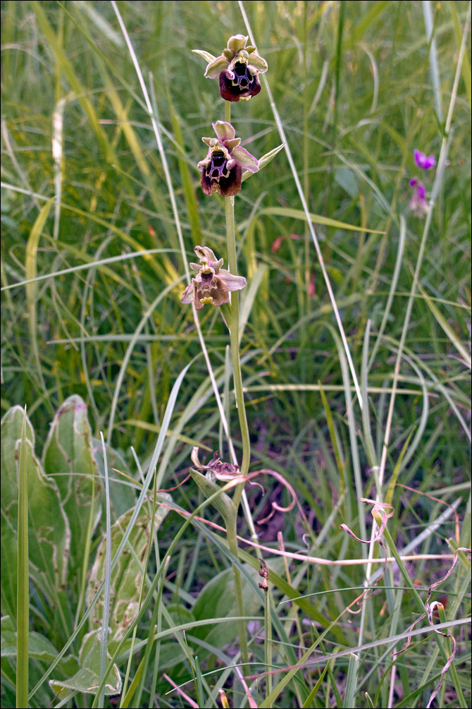 Ophrys holosericea ssp. holosericea