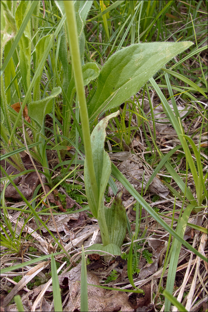 Ophrys holosericea ssp. holosericea