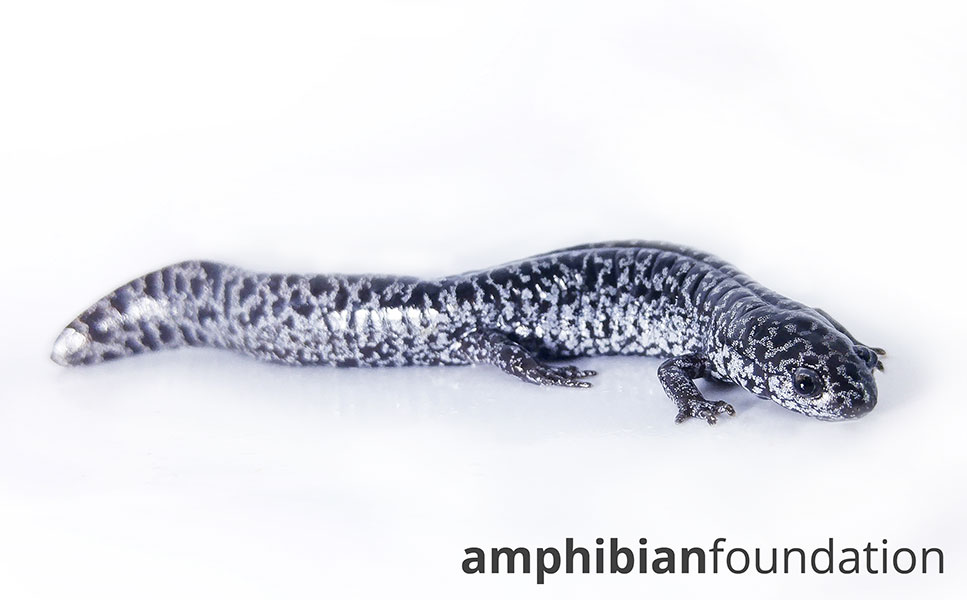 Ambystoma cingulatum