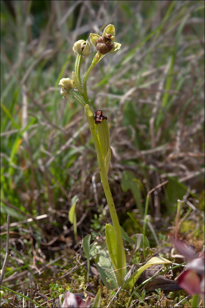 Ophrys bombyliflora