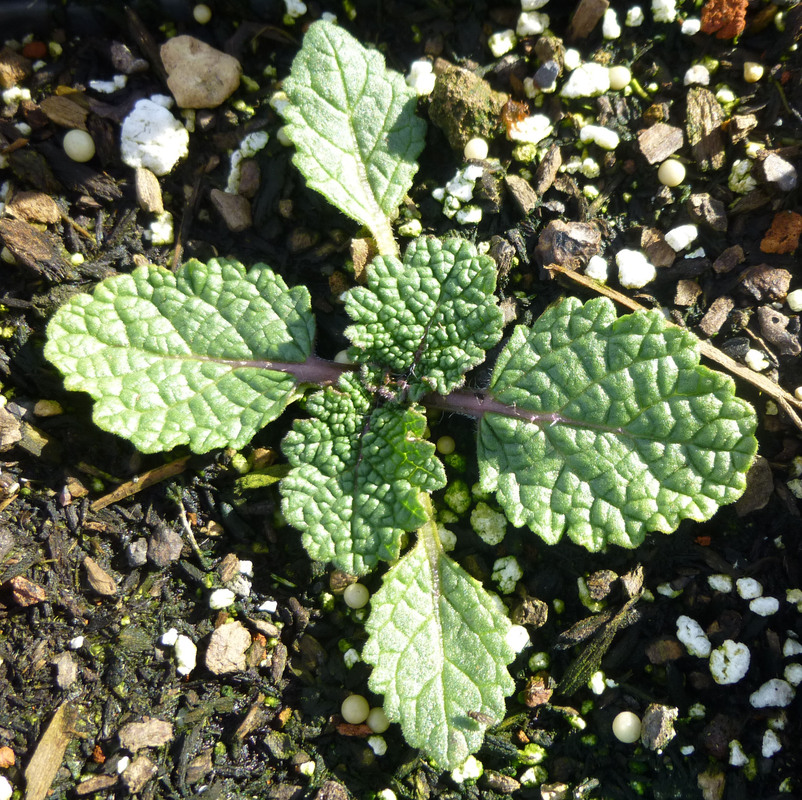 Salvia barrelieri